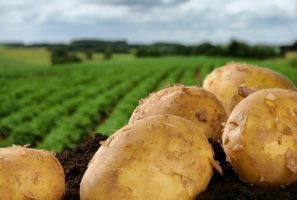 potato on field