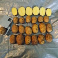 potato variety